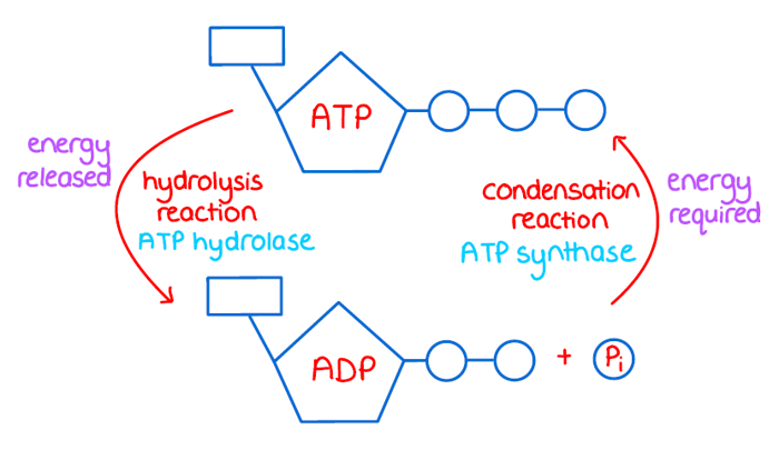 a chart ultimately helping to illustrate the point the Creatine is for Everyone by illustrating the way in which ATP looses a phosphate molecule becoming ADP.