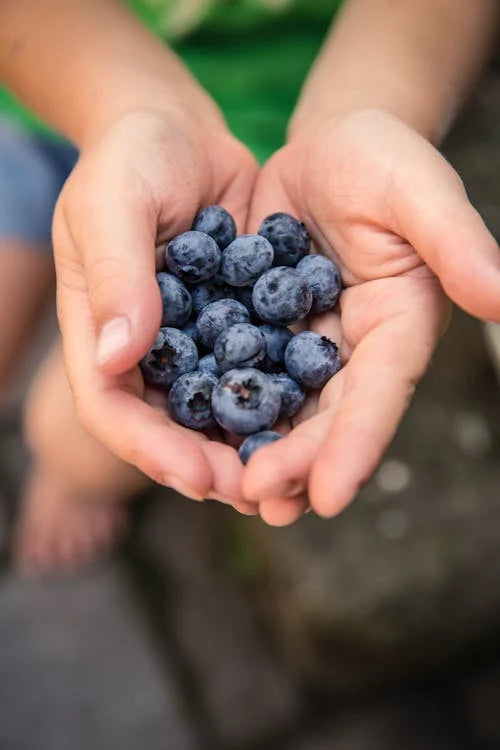 A hand holds approximately 20 blueberries that all look very fresh and ready to eat.  The figure stands outside and we can only see their hands holding the healthy keto friendly fruit.